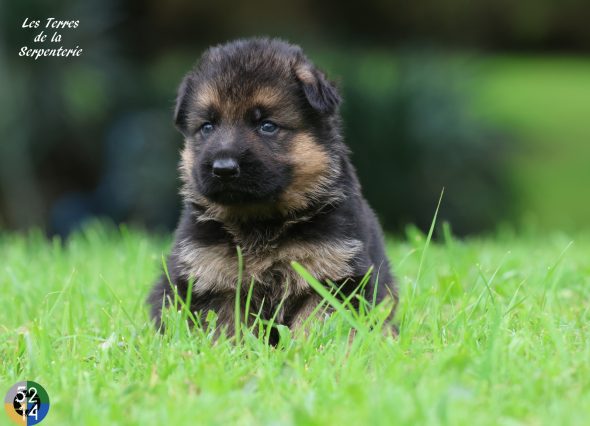 Image de la portée de chiot de l'élévage DES TERRES DE LA SERPENTERIE