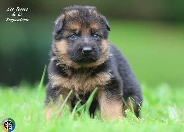 Image de la portée de chiot de l'élévage DES TERRES DE LA SERPENTERIE