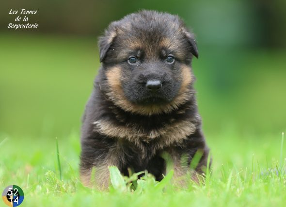 Image de la portée de chiot de l'élévage DES TERRES DE LA SERPENTERIE