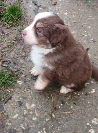 Image de la portée de chiot de l'élévage DOMAINE DE SHETLYSE