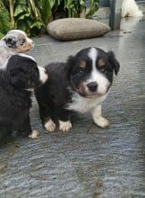 Chiots de race Berger américain miniature à vendre chez l'éleveur DOMAINE DE SHETLYSE