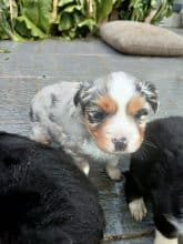 Chiots de race Berger américain miniature à vendre chez l'éleveur DOMAINE DE SHETLYSE