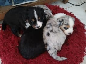 Chiots de race Berger américain miniature à vendre chez l'éleveur DOMAINE DE SHETLYSE