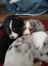 Chiots de race Berger américain miniature à vendre chez l'éleveur DOMAINE DE SHETLYSE