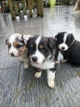 Chiots de race Berger américain miniature à vendre chez l'éleveur DOMAINE DE SHETLYSE