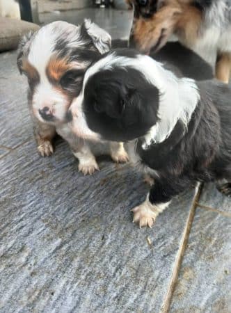 Image de la portée de chiot de l'élévage DOMAINE DE SHETLYSE