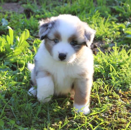 Image de la portée de chiot de l'élévage DU MAS DU GRAND SAUVAGE