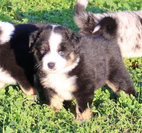 Image de la portée de chiot de l'élévage DU MAS DU GRAND SAUVAGE