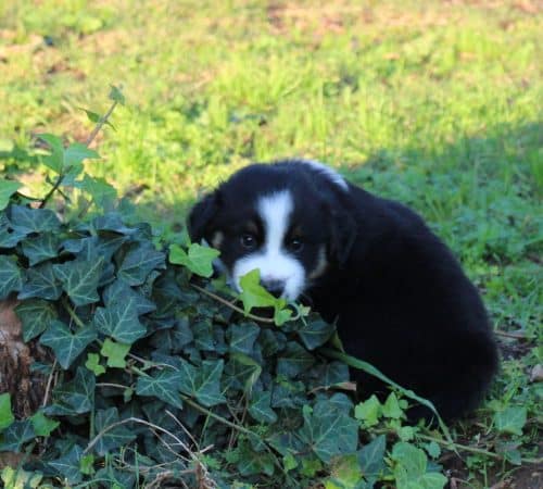 Image de la portée de chiot de l'élévage DU MAS DU GRAND SAUVAGE