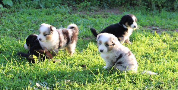 Image de la portée de chiot de l'élévage DU MAS DU GRAND SAUVAGE