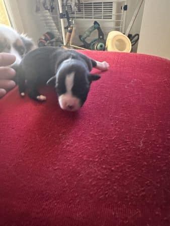 Image de la portée de chiot de l'élévage CHATTERIE DES CHATS DU NORD