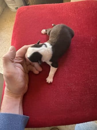 Image de la portée de chiot de l'élévage CHATTERIE DES CHATS DU NORD