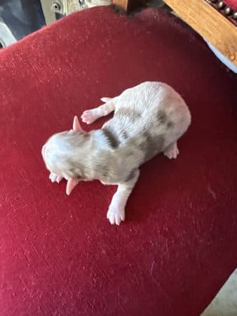 Image de la portée de chiot de l'élévage CHATTERIE DES CHATS DU NORD