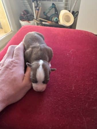 Image de la portée de chiot de l'élévage CHATTERIE DES CHATS DU NORD