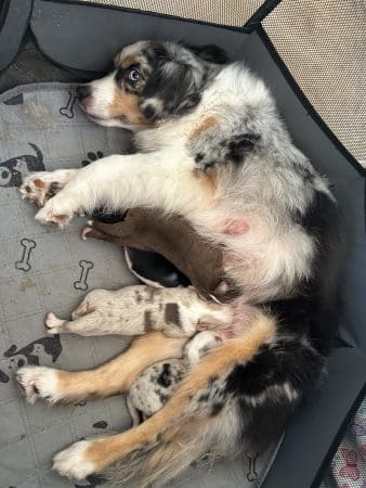 Image de la portée de chiot de l'élévage CHATTERIE DES CHATS DU NORD