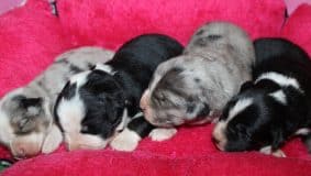 Chiots de race Berger américain miniature à vendre chez l'éleveur DU NORMONT