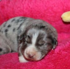 Chiots de race Berger américain miniature à vendre chez l'éleveur DU NORMONT