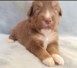 Chiots de race Berger américain miniature à vendre chez l'éleveur DU VAL DU MANDRAS