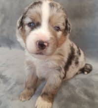 Chiots de race Berger américain miniature à vendre chez l'éleveur DU VAL DU MANDRAS