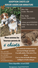 Chiots de race Berger américain miniature à vendre chez l'éleveur VAZQUEZ PAULA