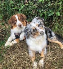 Chiots de race Berger américain miniature à vendre chez l'éleveur VAZQUEZ PAULA