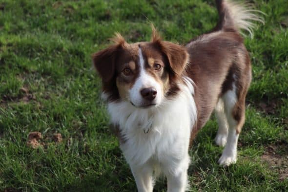 Image de la portée de chiot de l'élévage CONTENSEAU LAURA