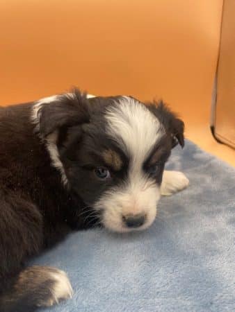 Image de la portée de chiot de l'élévage CHATTERIE AU MARGAIL