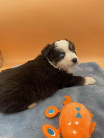 Image de la portée de chiot de l'élévage CHATTERIE AU MARGAIL