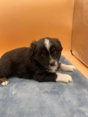 Image de la portée de chiot de l'élévage CHATTERIE AU MARGAIL