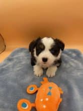 Chiots de race Berger américain miniature à vendre chez l'éleveur CHATTERIE AU MARGAIL