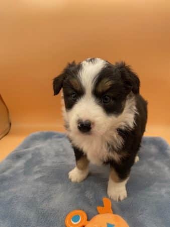 Image de la portée de chiot de l'élévage CHATTERIE AU MARGAIL