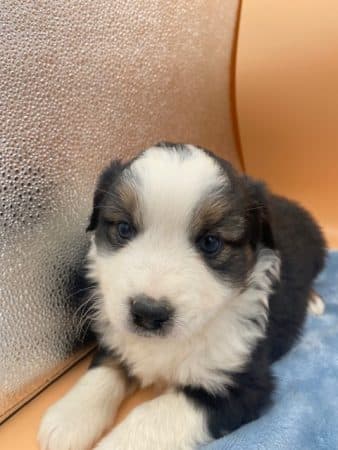 Image de la portée de chiot de l'élévage CHATTERIE AU MARGAIL