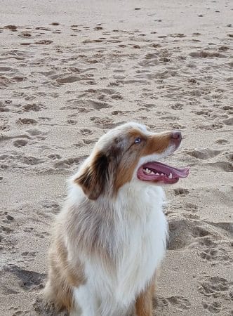 Image de la portée de chiot de l'élévage DOMAINE DE SHETLYSE