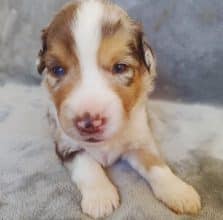 Chiots de race Berger américain miniature à vendre chez l'éleveur DU VAL DU MANDRAS