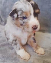 Chiots de race Berger américain miniature à vendre chez l'éleveur DU VAL DU MANDRAS