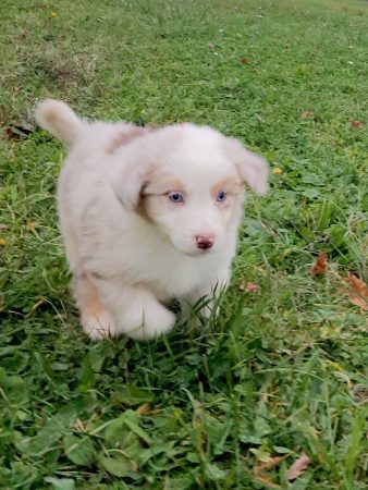 Image de la portée de chiot de l'élévage BOINVILLE GERALDINE