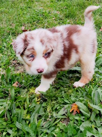 Image de la portée de chiot de l'élévage BOINVILLE GERALDINE