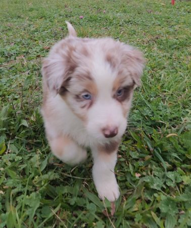 Image de la portée de chiot de l'élévage BOINVILLE GERALDINE