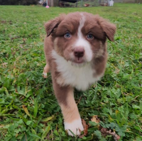 Image de la portée de chiot de l'élévage BOINVILLE GERALDINE