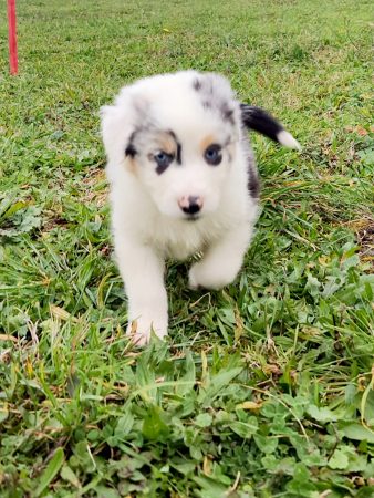 Image de la portée de chiot de l'élévage BOINVILLE GERALDINE