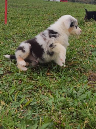 Image de la portée de chiot de l'élévage BOINVILLE GERALDINE