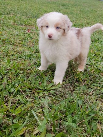 Image de la portée de chiot de l'élévage BOINVILLE GERALDINE