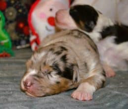 Chiots de race Berger australien à vendre chez l'éleveur PORTET STEPHANIE