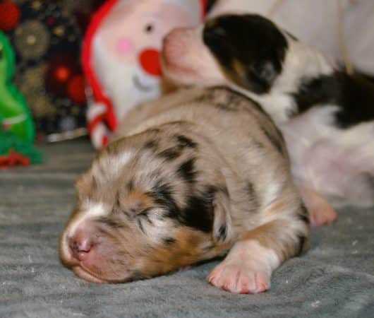 Image de la portée de chiot de l'élévage PORTET STEPHANIE