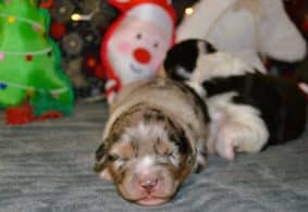 Chiots de race Berger australien à vendre chez l'éleveur PORTET STEPHANIE