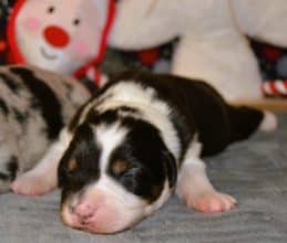 Chiots de race Berger australien à vendre chez l'éleveur PORTET STEPHANIE