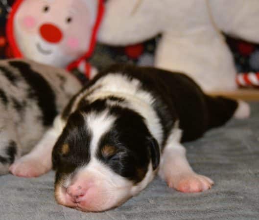 Image de la portée de chiot de l'élévage PORTET STEPHANIE