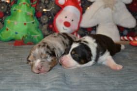 Chiots de race Berger australien à vendre chez l'éleveur PORTET STEPHANIE