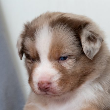 Image de la portée de chiot de l'élévage MARC ELODIE