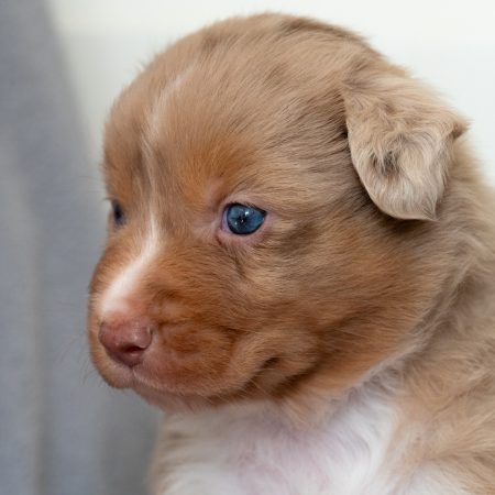 Image de la portée de chiot de l'élévage MARC ELODIE